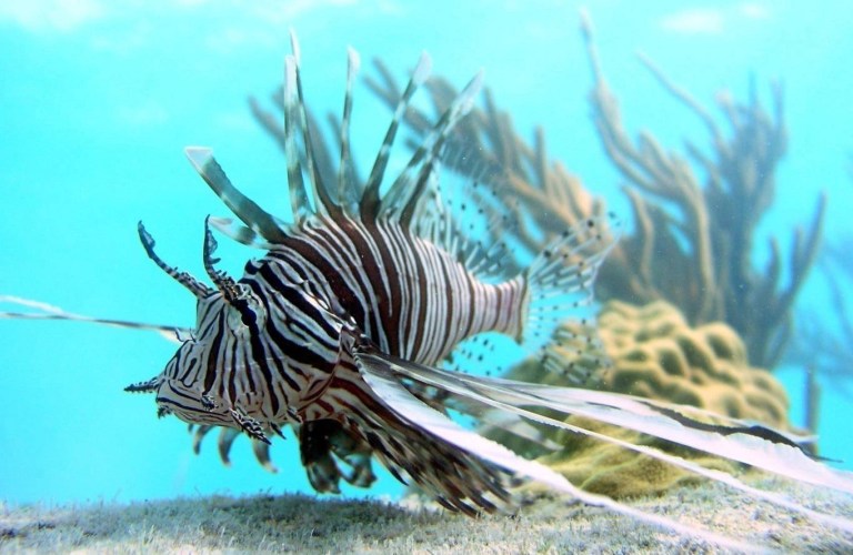 FILE - In this July, 2007 file photo released by Oregon State University, a lionfish swims off Lee Stocking Island, Bahamas. Jamaica's government announced on Saturday, April 12, 2014 a big decline in sightings of lionfish, the voracious invasive species that has been wreaking havoc on regional reefs for years and wolfing down native juvenile fish and crustaceans. They have been such a worrying problem that divers in the Caribbean and Florida are encouraged to capture them whenever they can to protect reefs and native marine life already burdened by pollution, over fishing and the effects of climate change. (AP Photo/Mark Albins/Oregon State University, File)