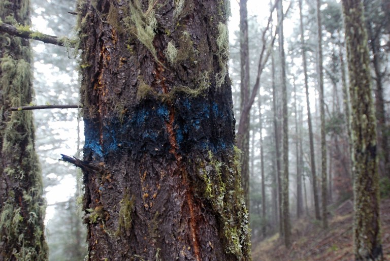   FILE - This March 18, 2011 file photo shows a Douglas fir tree on federal forest land outside Ruch, Ore. The blue paint marking a tree for harvest is leftover from a 2004 timber sale that drew no bids. The White House on Wednesday, Sept. 18, 2013 issued a statement saying President Obama would likely veto a bill to boost logging on federal forests, which includes a provision aimed at increasing revenues for timber counties in Oregon. (AP Photo/Jeff Barnard, File)  