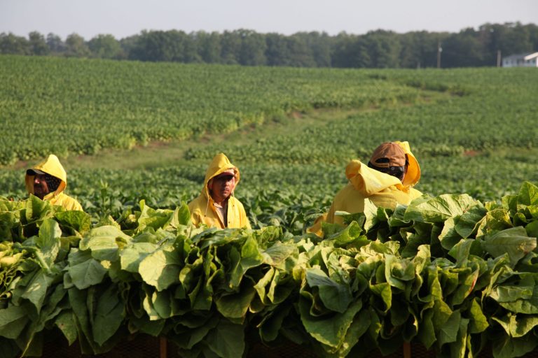 US tobacco growers brace for tougher competition