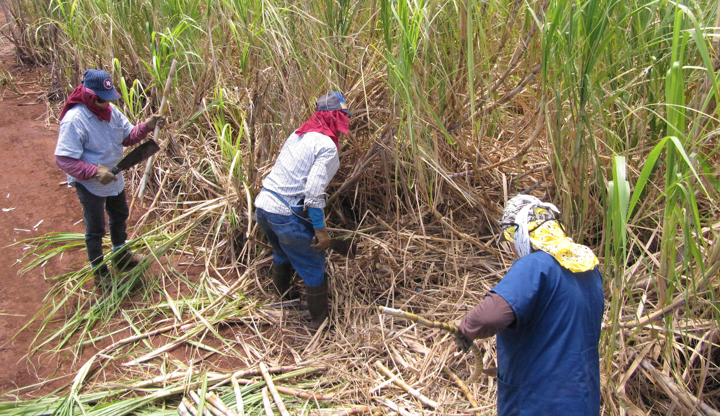 Thanks to Mexican dumping, you can say aloha to Hawaiian sugar