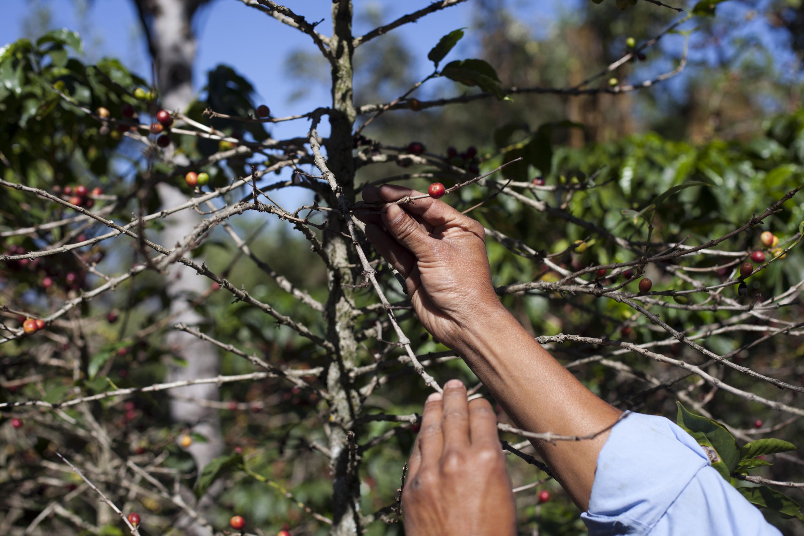 Coffee fungus raising prices for high-end blends