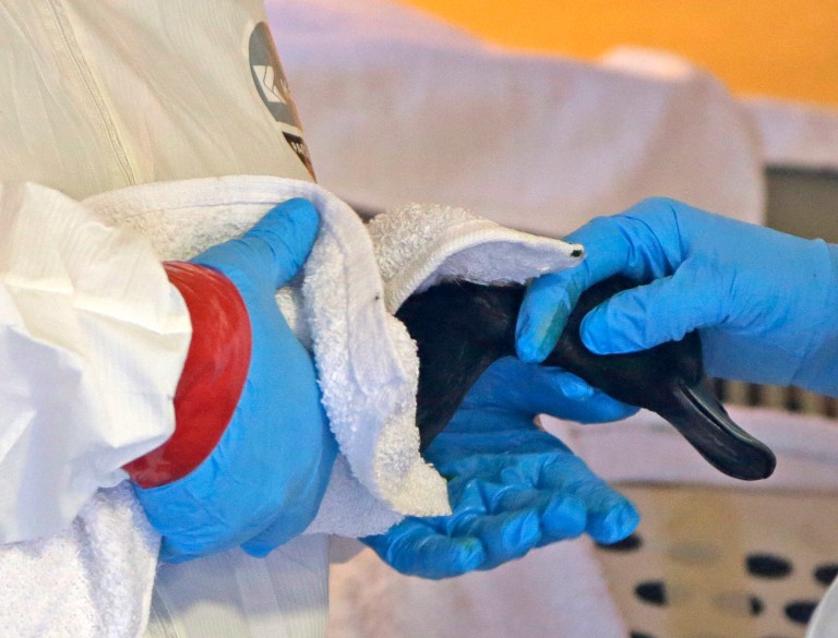A lesser scaup is held for cleaning at a wildlife rescue site, Tuesday, March 25, 2014, in Baytown, Texas. Environmental groups are trying to protect tens of thousands of wintering birds who make their home along the bay at this time of year. Up to 170,000 gallons of tar-like oil spilled into the major U.S. shipping channel after a barge ran into a ship Saturday. (AP Photo/Pat Sullivan)