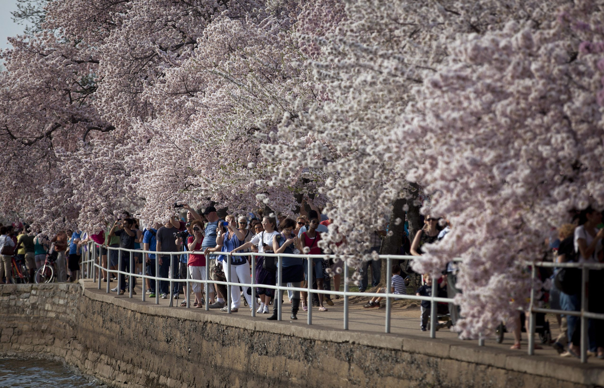 DC’s cherry blossom trees should be unaffected by snow storm and be able to fully bloom