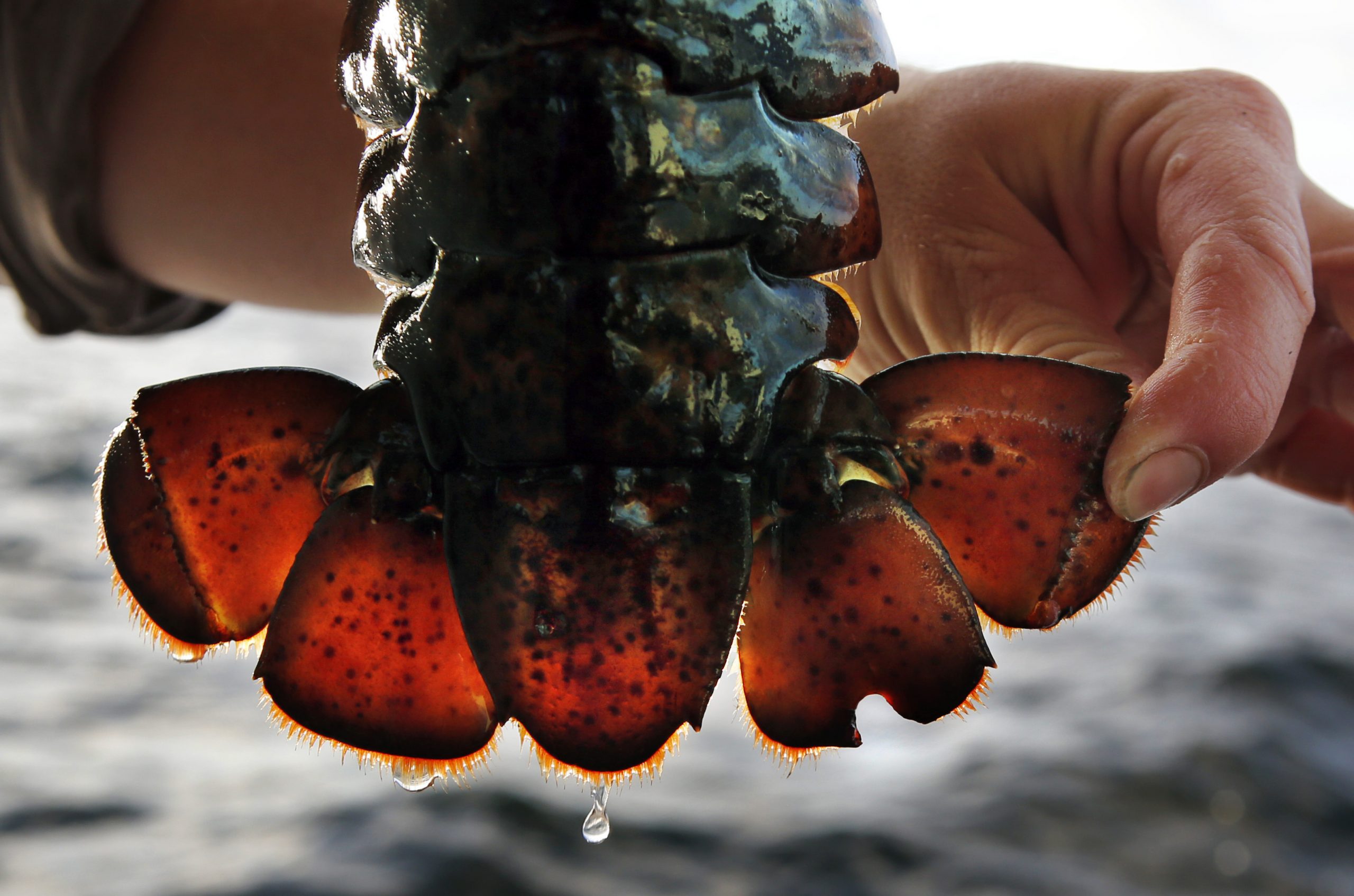 Scientists worry lobster conservation is faltering