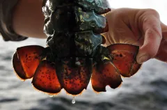 Maine lobstermen sue over federal monitor requirements