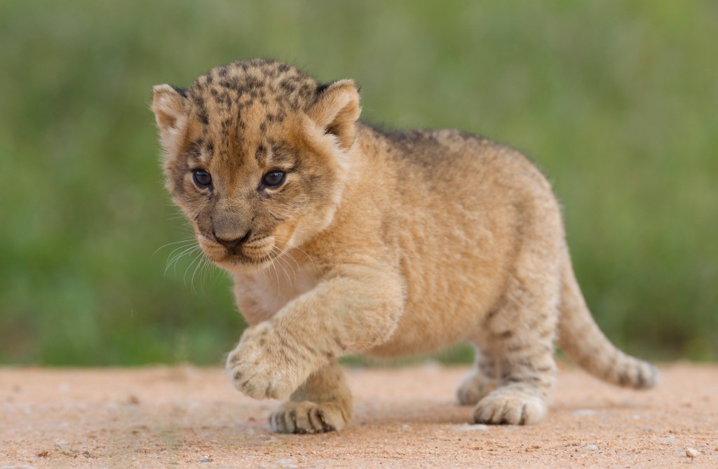 Tiger King star Doc Antle indicted and charged with trafficking lion cubs