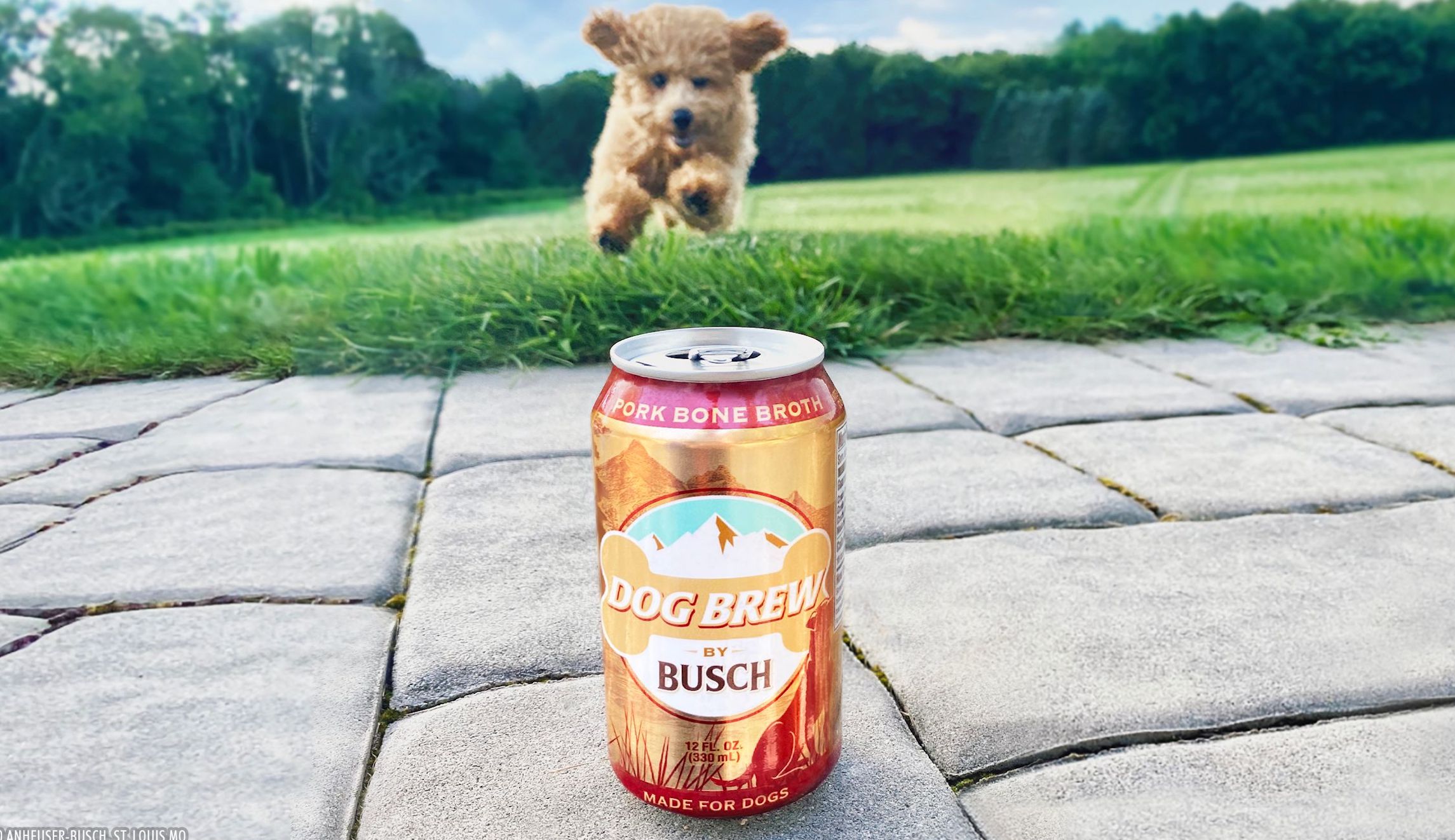 Dog Brew