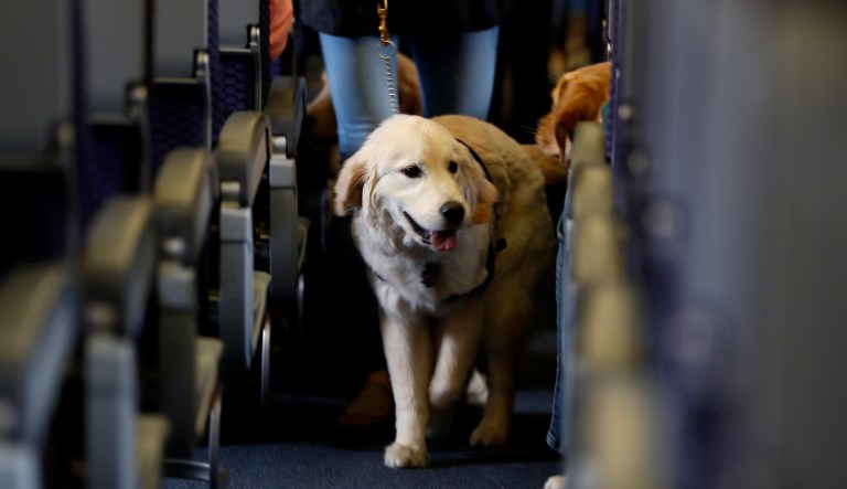 A service dog strolls through the isle inside a United Airlines plane at Newark Liberty International Airport while taking part of a training exercise, Saturday, April 1, 2017, in Newark, N.J.