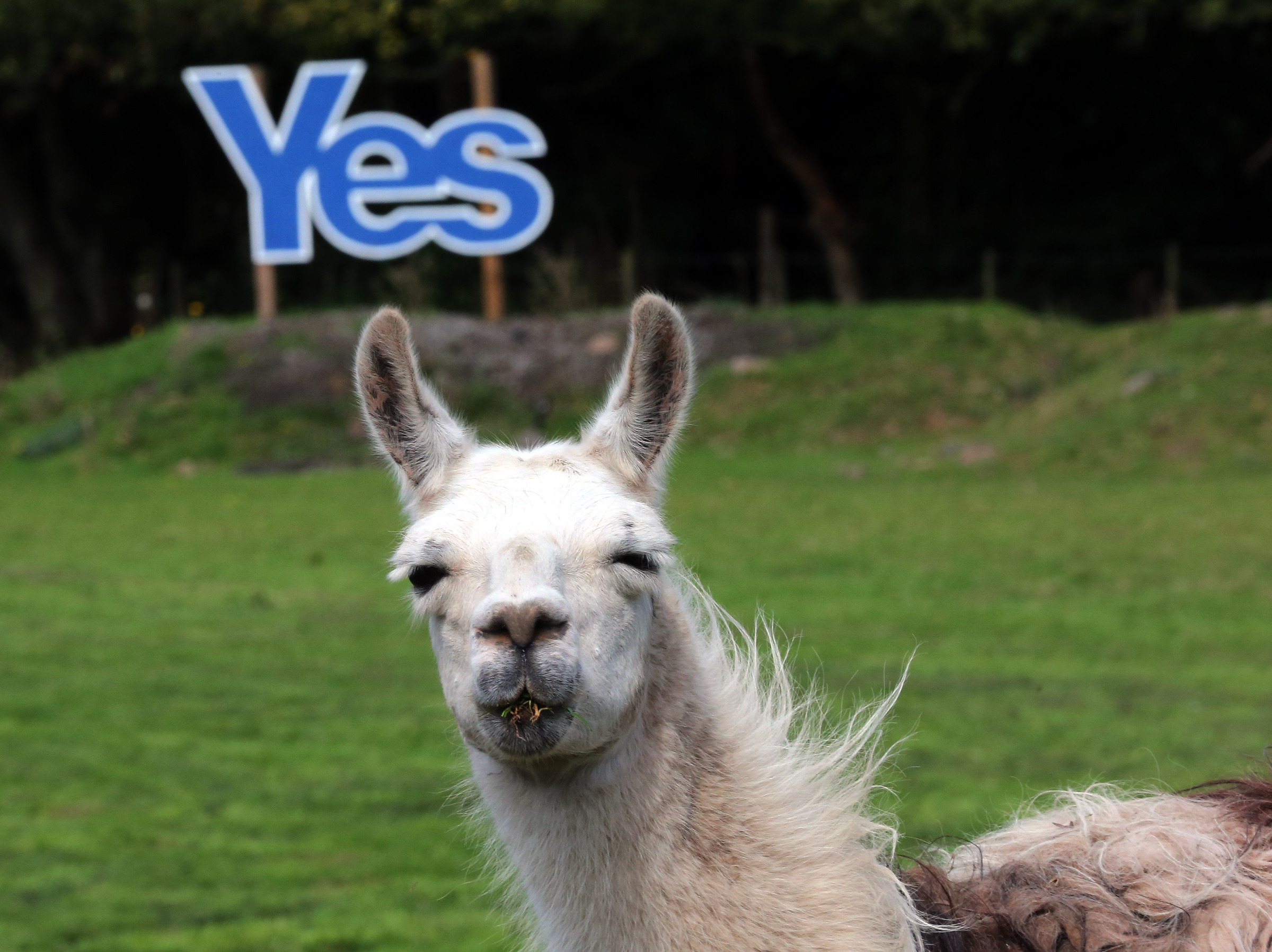 Pound sinks as Scottish independence race tightens