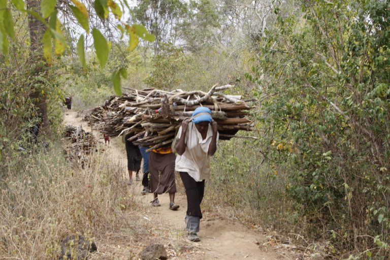 UN: Ivory, charcoal funds criminal, terror groups