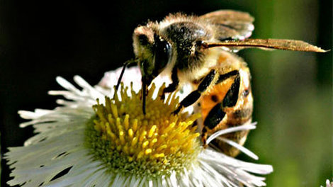 Honey bees are being endangered by a new type of pesticides. AP Photo.