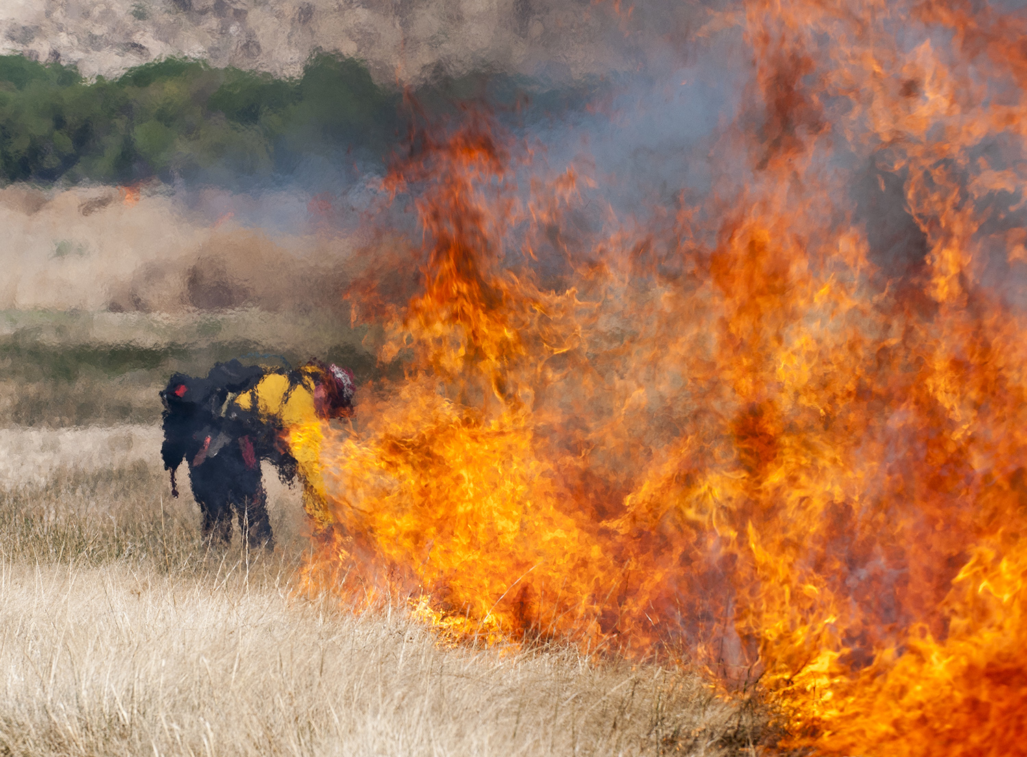 Barrasso: Invasive species causing ‘catastrophic’ fires