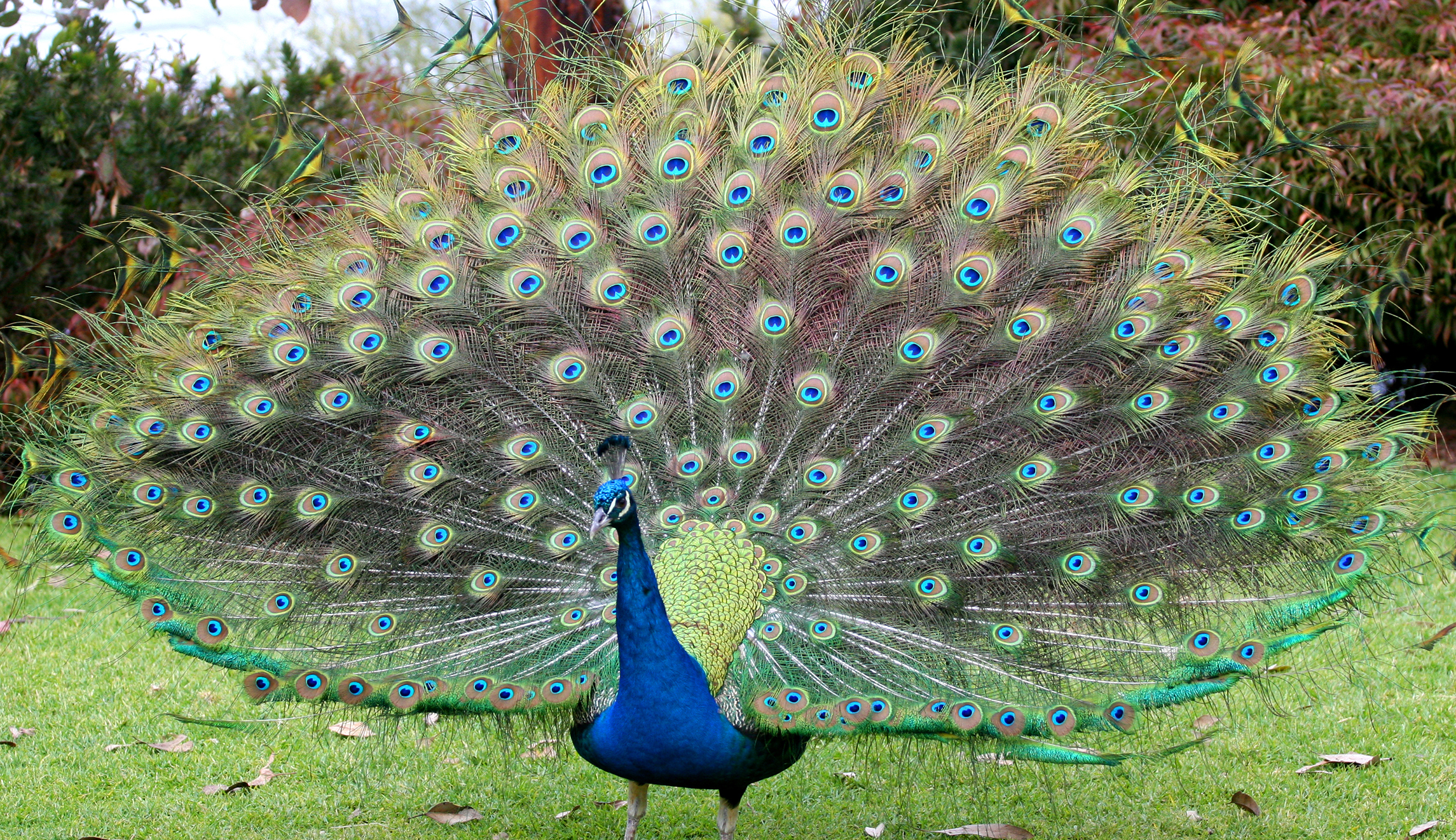 People who try to carry peacocks on planes should be forced to travel in the cargo hold
