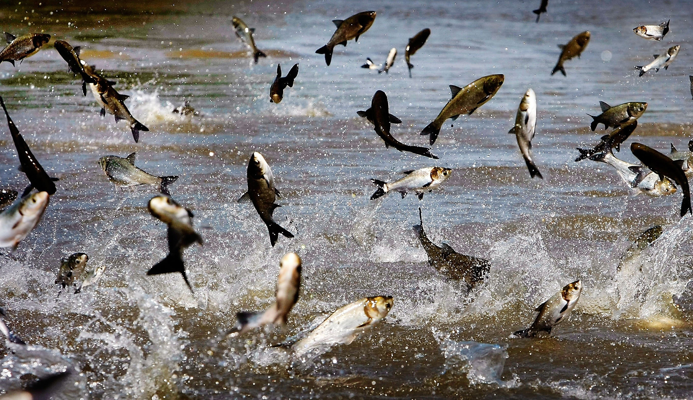 Senators raise alarm as Asian carp poised to infest Great Lakes