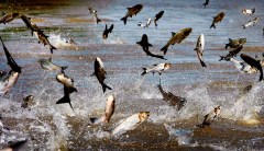 Senators raise alarm as Asian carp poised to infest Great Lakes