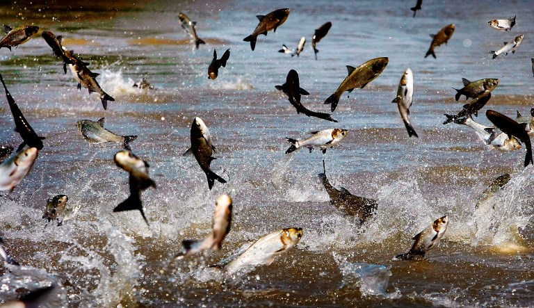 Asian carp reproduce quickly and dominate the water systems they inhabit, placing enormous strain on indigenous fish species and the ecosystem. (Jim Weber/The Commercial Appeal via AP)