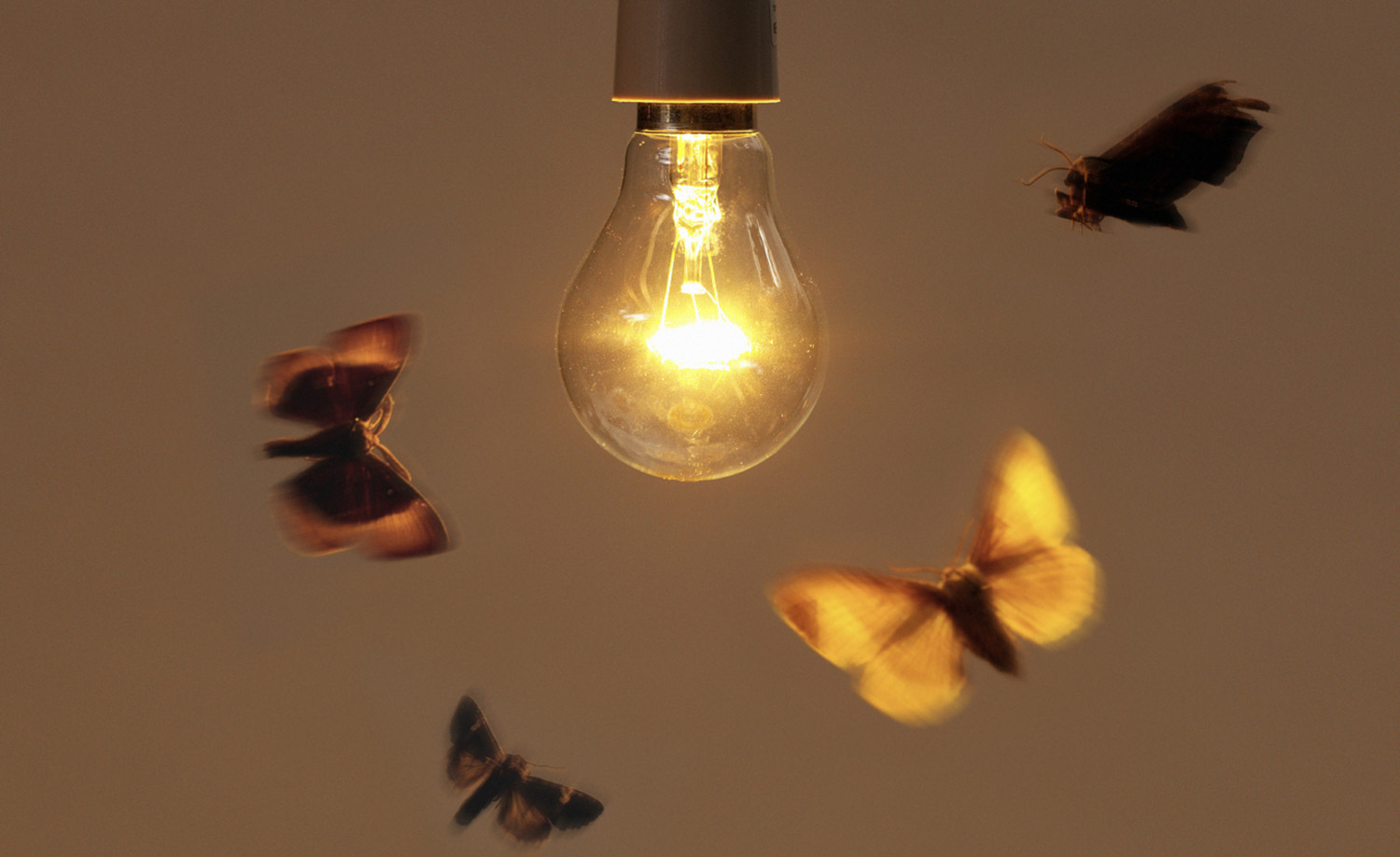 GOP bill bans federal studies on how bugs react to manmade lights