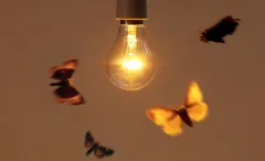 GOP bill bans federal studies on how bugs react to manmade lights