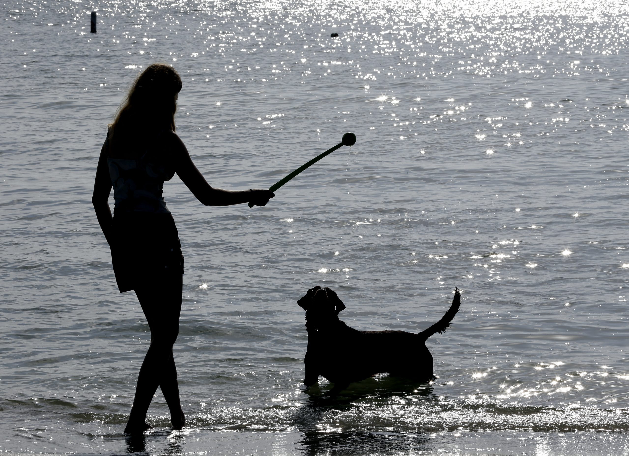 Florida is a vacation paradise for dogs