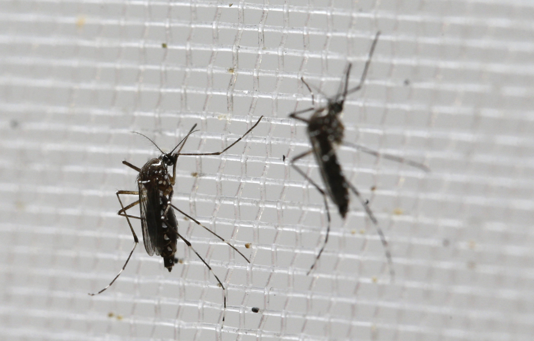 White House trumpets governors’ request for Zika funding