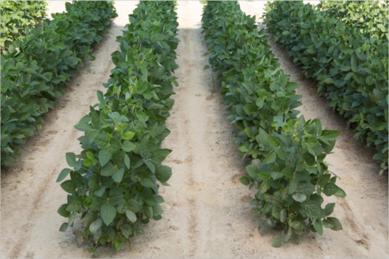 In a photo released by Dow AgroSciences, Soybean plants that were grown from soybean seeds genetically engineered to resist a common weed killer are pictured. (AP Photo/Dow AgroSciences)