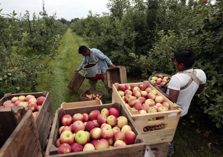 Workers harvest early apples in Kinderhook, N.Y. The Commerce Department releases second-quarter gross domestic product on Thursday. (AP Photo/Mike Groll, File)
