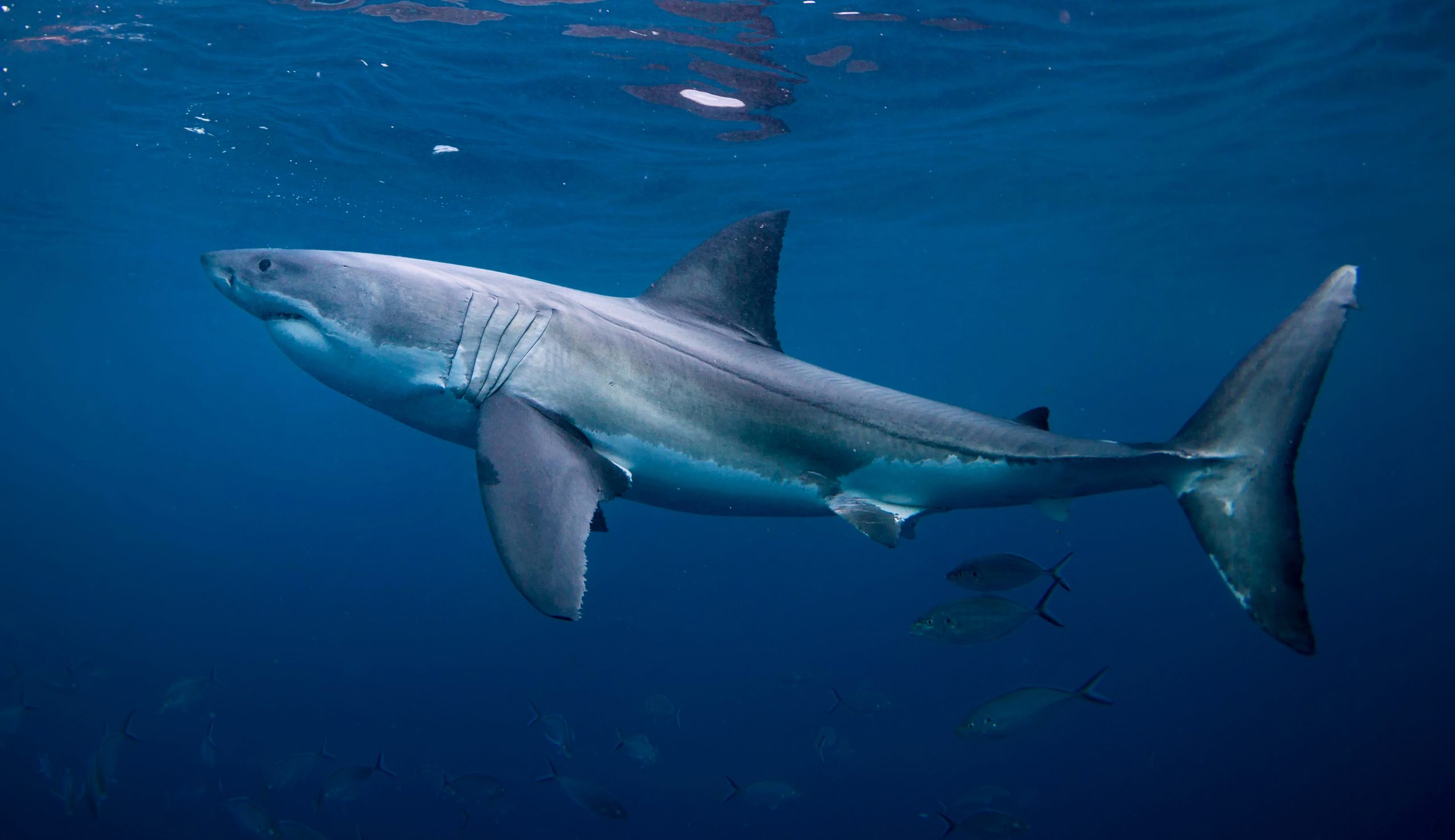 Shark Week is done, and shark fin sales should be too