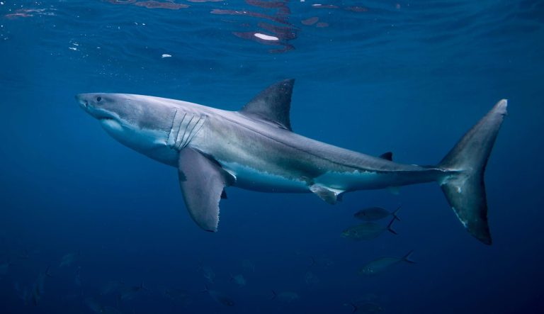 Man survives shark-infested waters by floating in freezer for 11 days