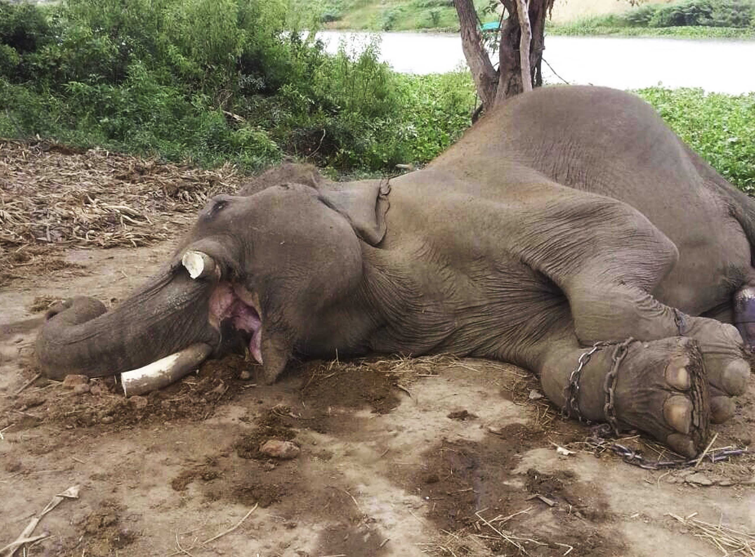 Poachers kill elephant for tusks in Thai sanctuary