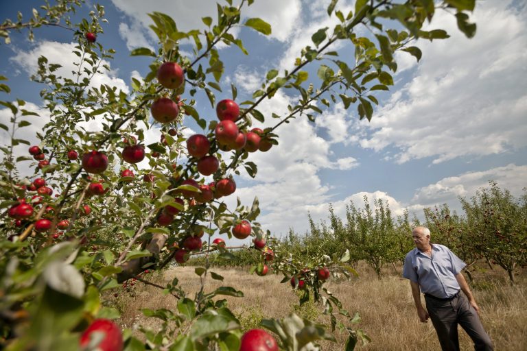 In this Thursday, Aug. 7, 2014 photo, Moldovan farmer Sergiu Calmac stands at his apple orchard in Harbovat, Moldova. Two weeks before Russia banned most food from the West, it placed a similar embargo on produce closer to home, in Moldova, a small eastern European country seeking deeper ties with the European Union. Farmers there, in one of the poorest corners of Europe, are already feeling the pain, with some deciding not to harvest some of their fruit and vegetables at all this season. (AP Photo/Vitalie Plotnic)