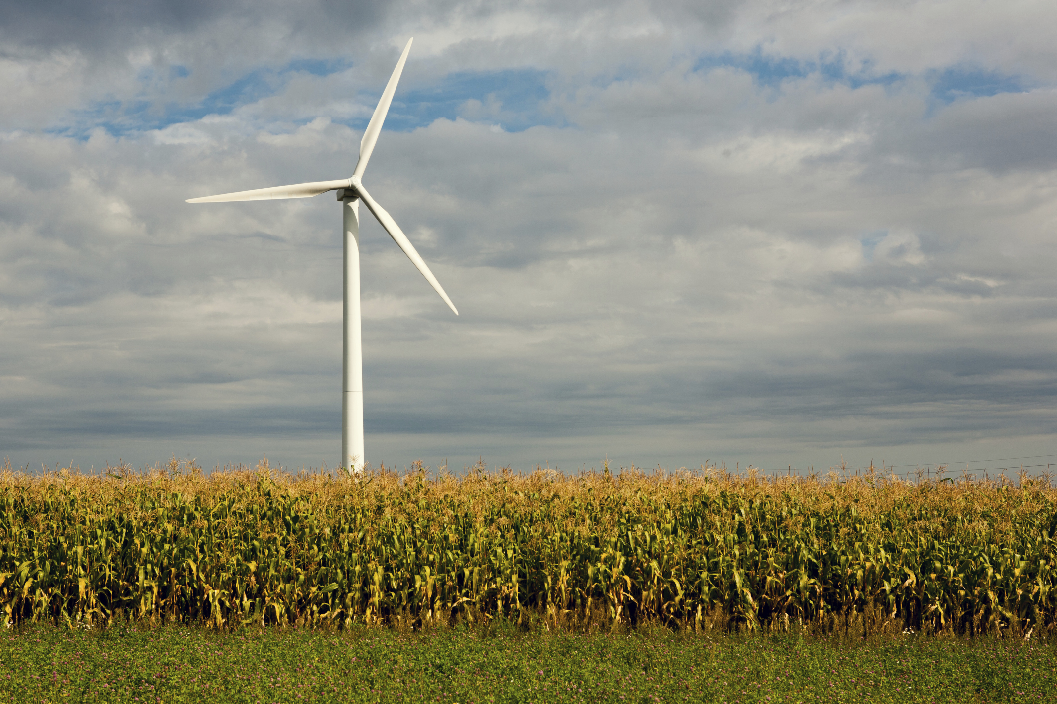 Who cares about the environment or conservation? Green energy at all costs!