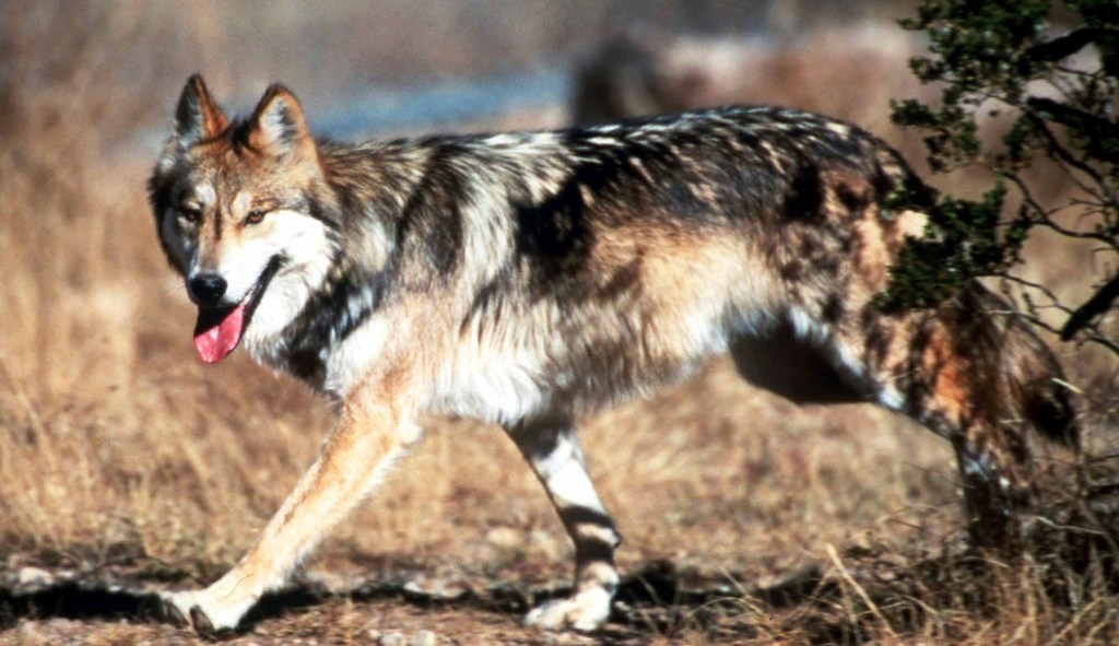 Biden administration refuses to follow science on wolves