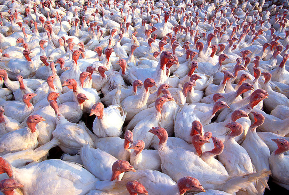 A Big-Tent Approach to Treating Our Food the Right Way