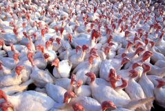 A Big-Tent Approach to Treating Our Food the Right Way