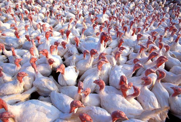 A Big-Tent Approach to Treating Our Food the Right Way