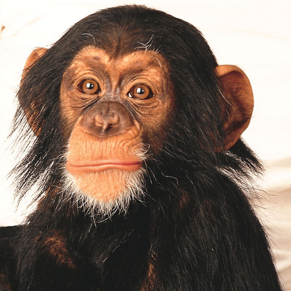 Habeas Chimpanzee
