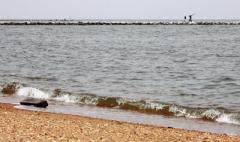 It was a good year for the Chesapeake Bay