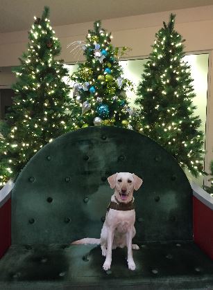 Fany is pictured on a chair near several Christmas trees at Portland International Airport.