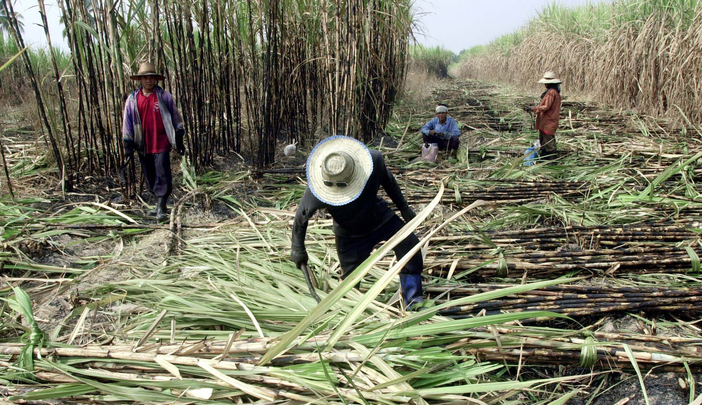 Big Sugar’s ‘zero for zero’ scam