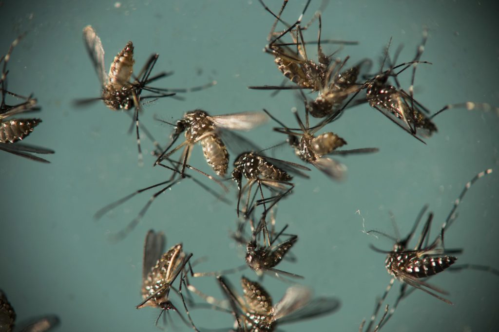 Half million suspected Zika cases found in 2016