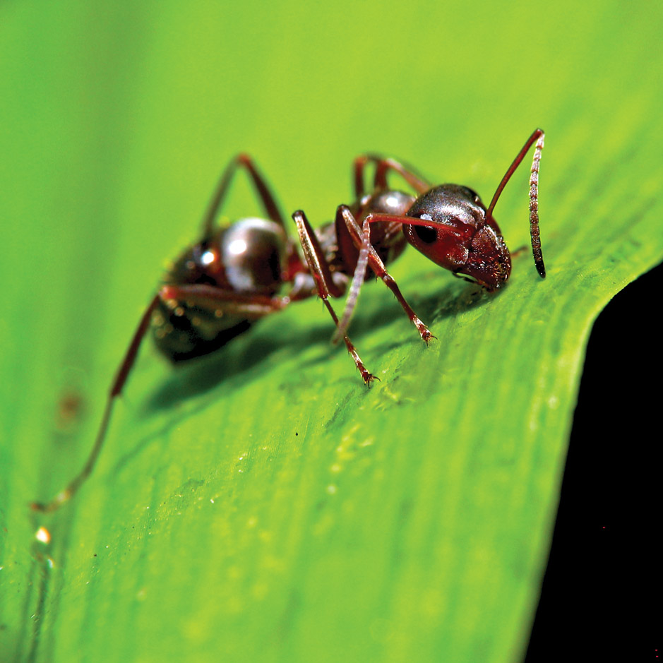 Once and Future Kings