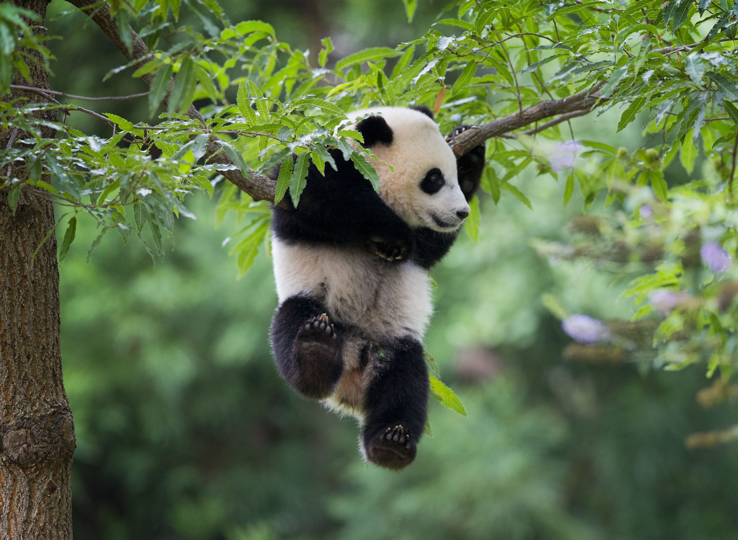 China says giant pandas no longer endangered