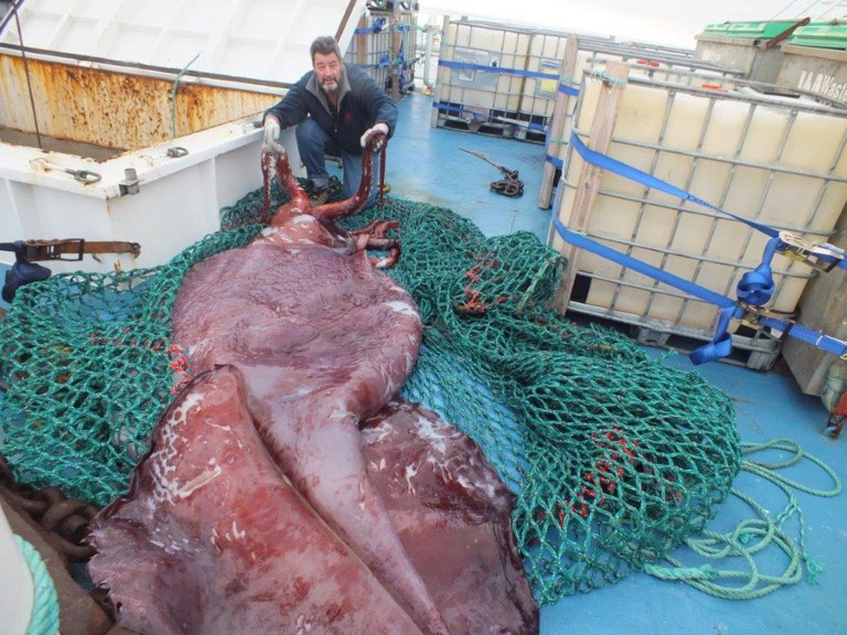 In this Dec. 2013 photo provided by a crew member of the boat San Aspring of New Zealand's fishing company Sanford, captain John Bennett shows a colossal squid he and and his crew caught on the boat in the Ross Sea, Antarctica. It was a calm morning in Antarcticaâs remote Ross Sea, during the season when the sun never sets, when Capt. John Bennett and his crew hauled up a creature with tentacles like fire hoses and eyes like dinner plates from a mile below the surface. (AP Photo/San Aspring crew of Sanford fishing company) EDITORIAL USE ONLY
