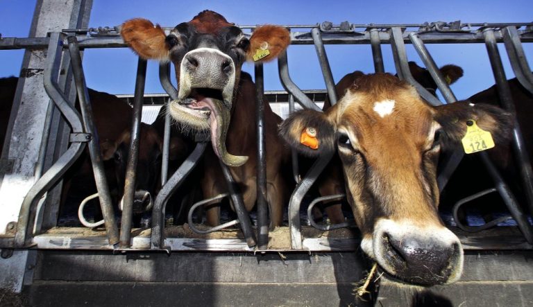 In this 2017 photo, dairy cows eat hay at the University of New Hampshire's Organic Dairy Research Farm in Lee, N.H. Those who wish to reduce the amount of antibiotics in the meat supply are eyeing on a set of bills that would speed up the approval of medicines for animals. They wish to attach language to the law that would restrict or add more reporting requirements on the use of antibiotics in livestock.