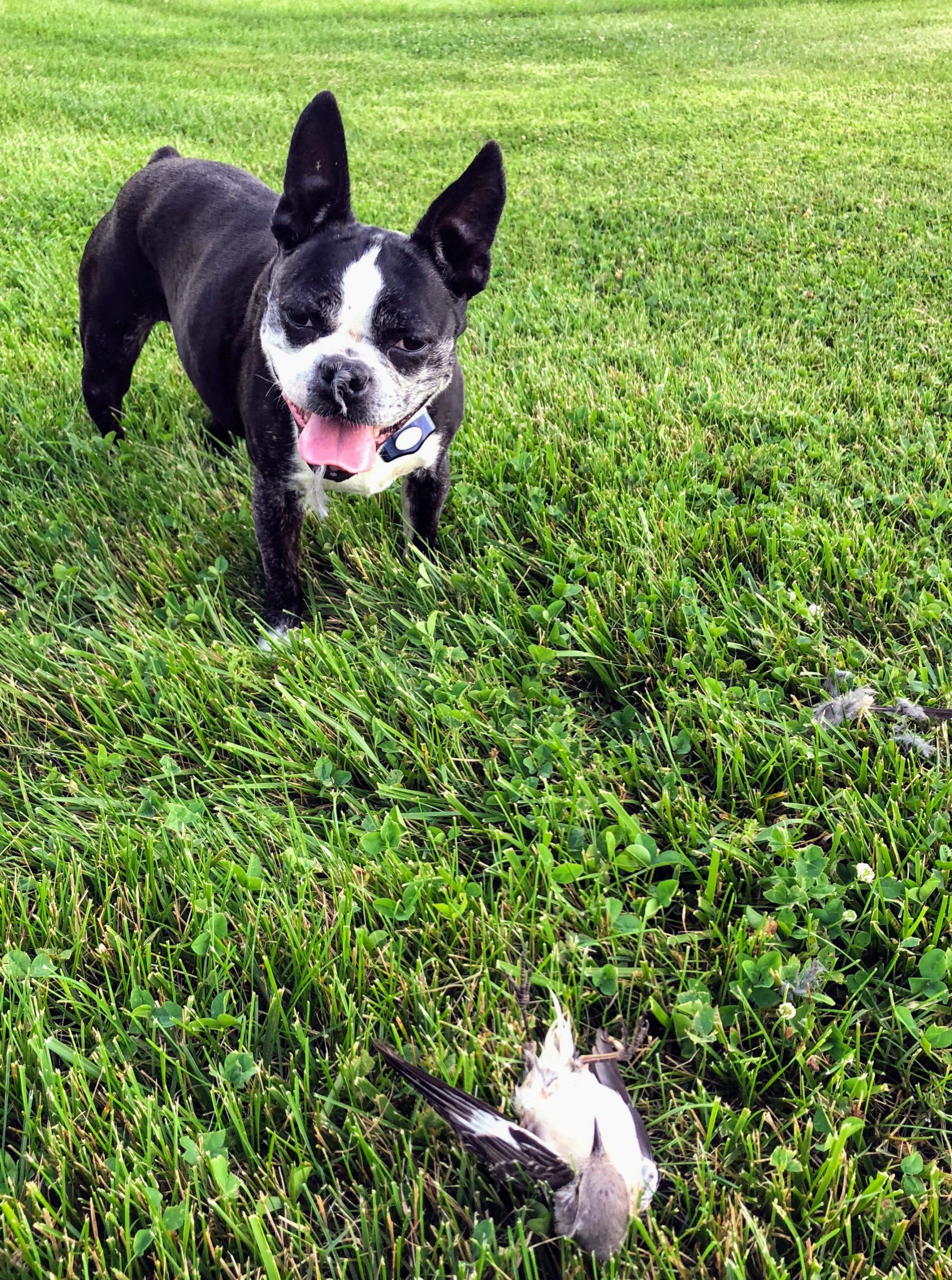 gertie-outdoor-body.jpg