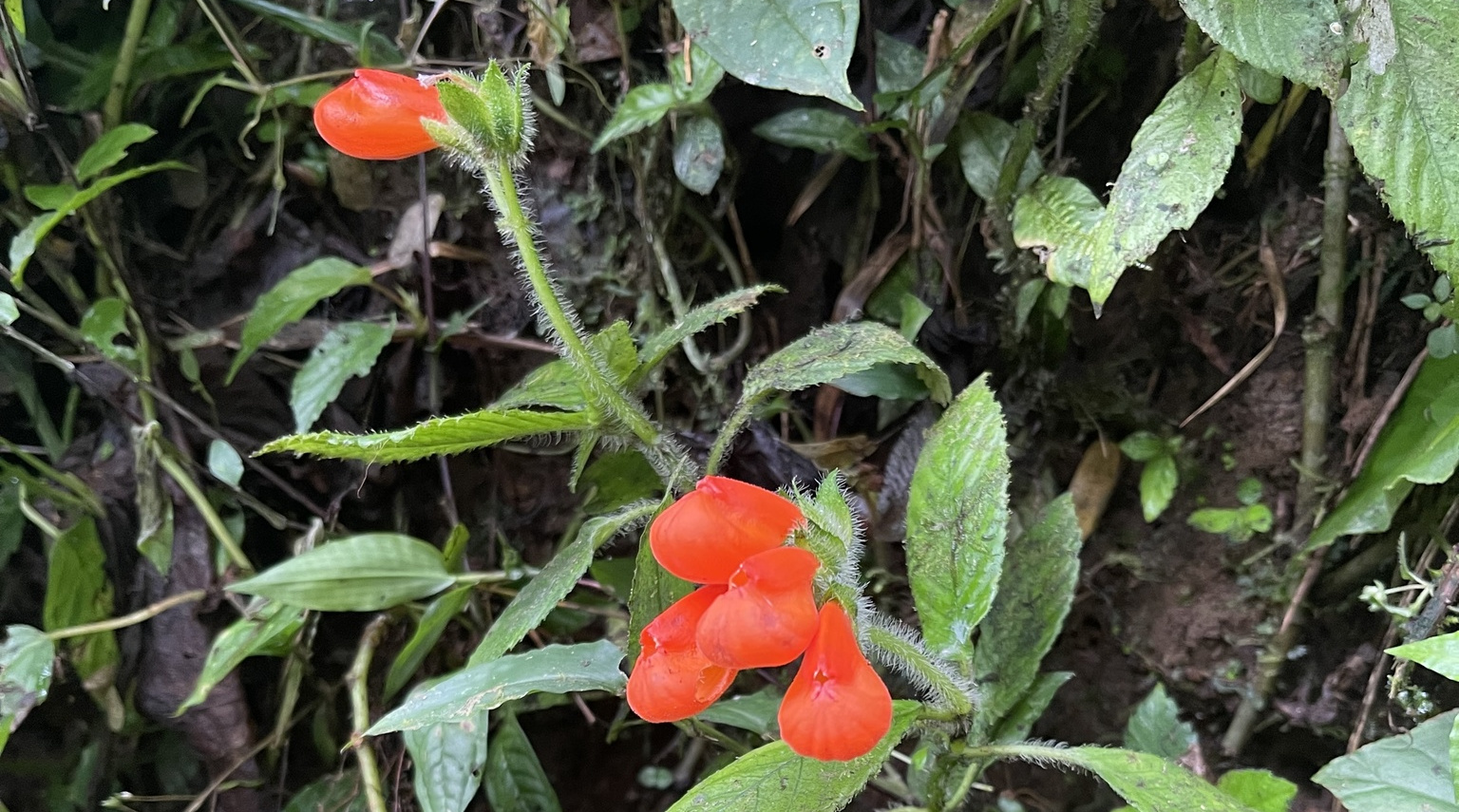 In this cropped photo, several flowers of the species Gasteranthus extinctus can be seen in Ecuador.