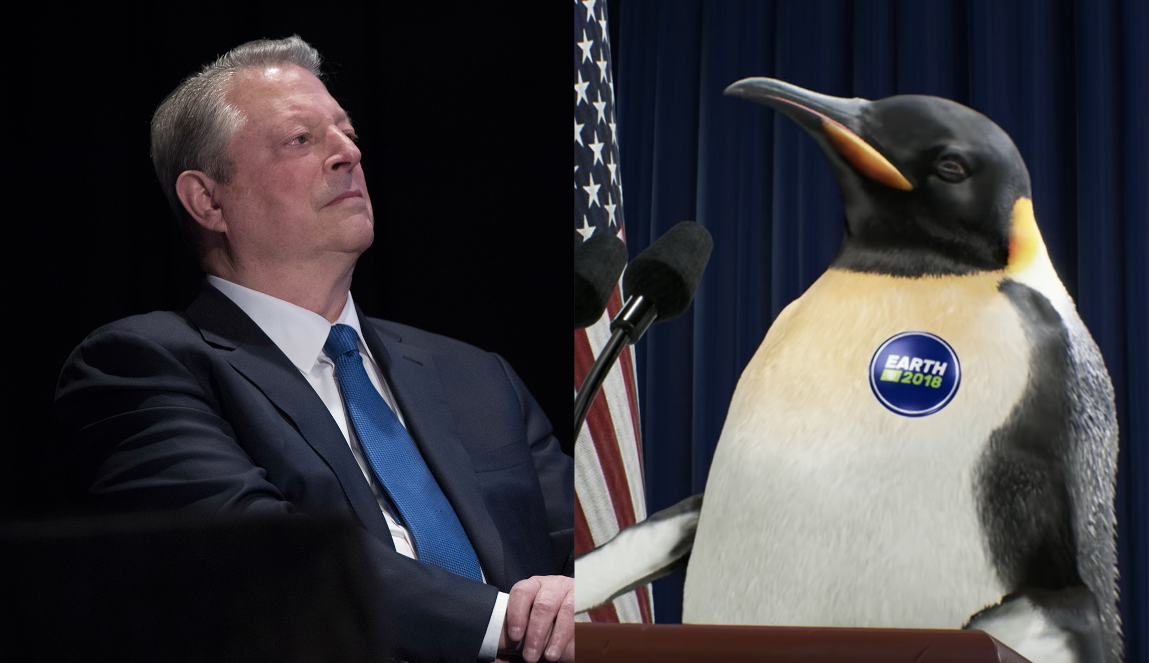 Al Gore endorses penguin for Congress
