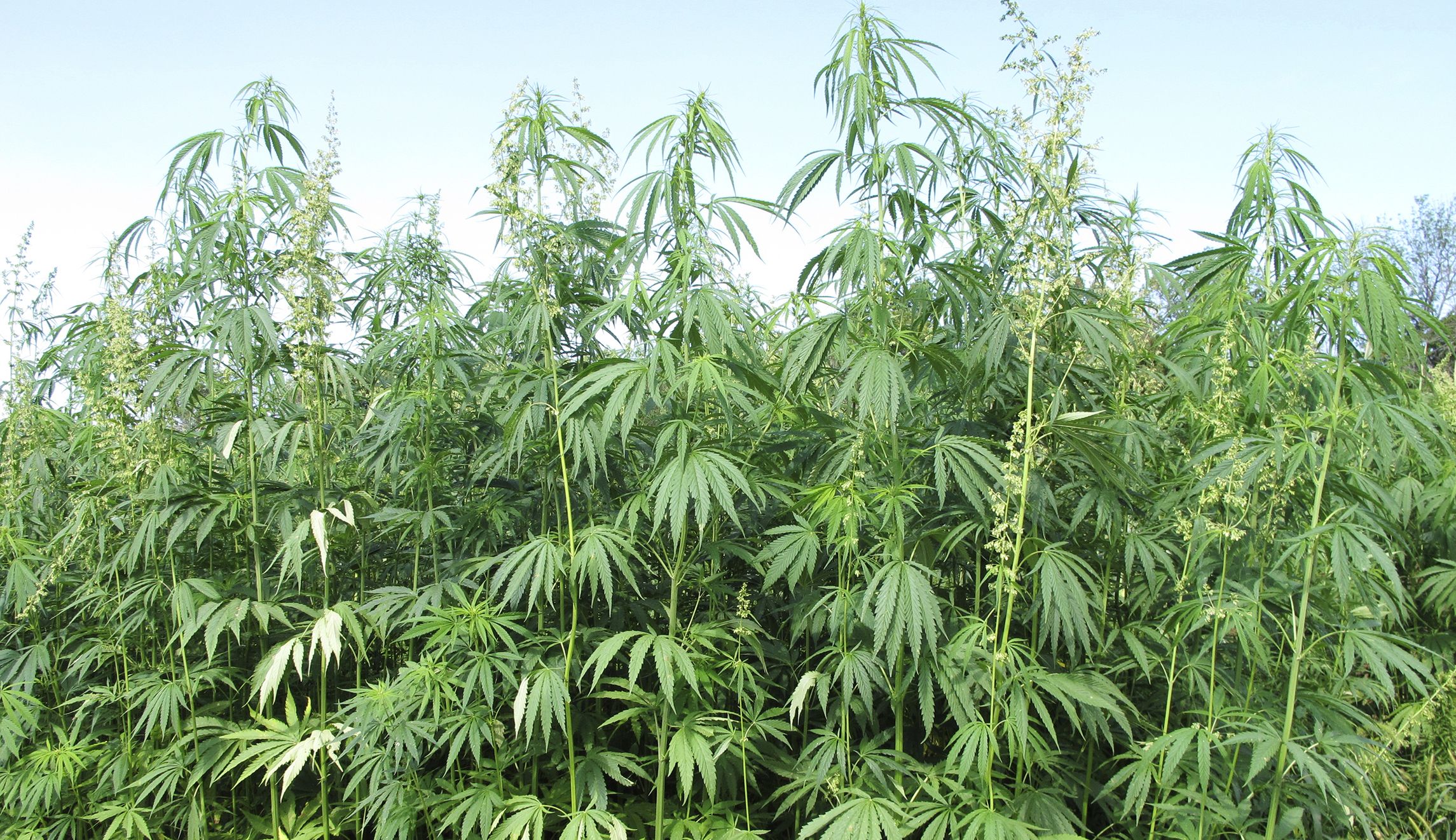 Congress finally supports hemp, but it should never have been illegal in the first place