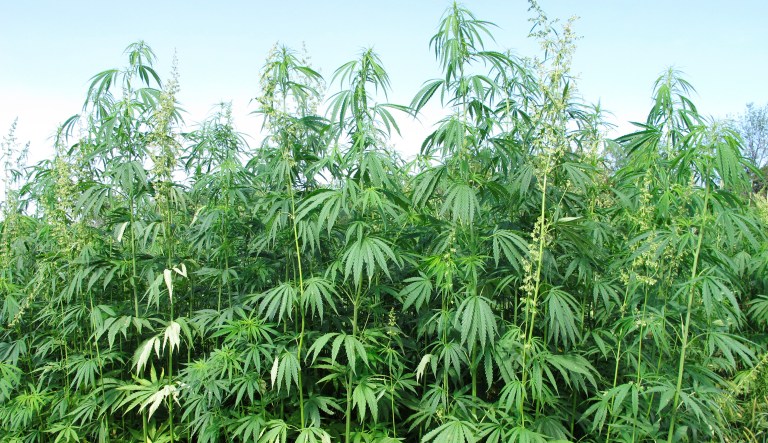 FILE - In this Aug. 13, 2015, file photo, hemp plants tower above researchers who tend to them at a research farm in Lexington, Ky. Senate Majority Leader Mitch McConnell said Monday, March 26, 2018, he wants to bring hemp production back into the mainstream by removing it from the controlled substances list that now associates it with marijuana, its illicit cousin.