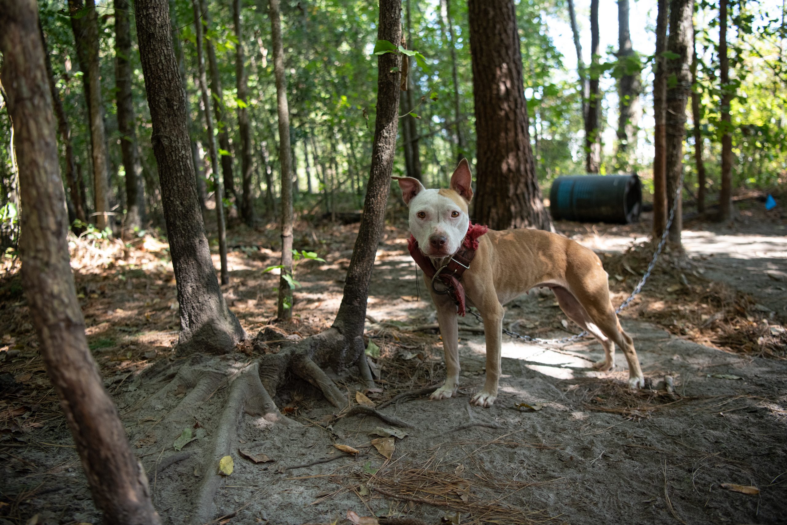 SC Dogfighting Rescue